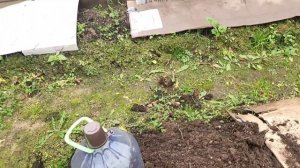 ОСЕНЬ 2025Г ПРОДОЛЖАЕМ РАБОТЫ В САДУ.