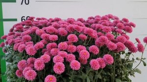 Мультифлора Римкабель