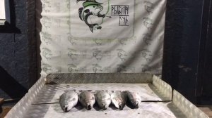 улов форели