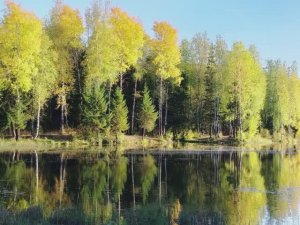 "ГУЛЯЛА ОСЕНЬ В ПЕРМСКОМ КРАЕ"... (Фото Мих. ЩУКИНА (Лысьва), музыка - Тутс ТИЛЕМАНС (Бельгия, США)