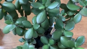 Мои цветы. Живое дерево