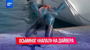 Осьминог напал на российского дайвера в Турции