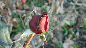 06=11=2025 кмр   ПВН  (139)