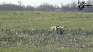 Охота на зайца с собаками сезон 2025-2026г (15 часть)