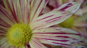 Ялта 2025. Что устроили в Никитском ботаническом саду?! Это точно бал хризантем?