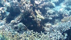 красоты Красного моря