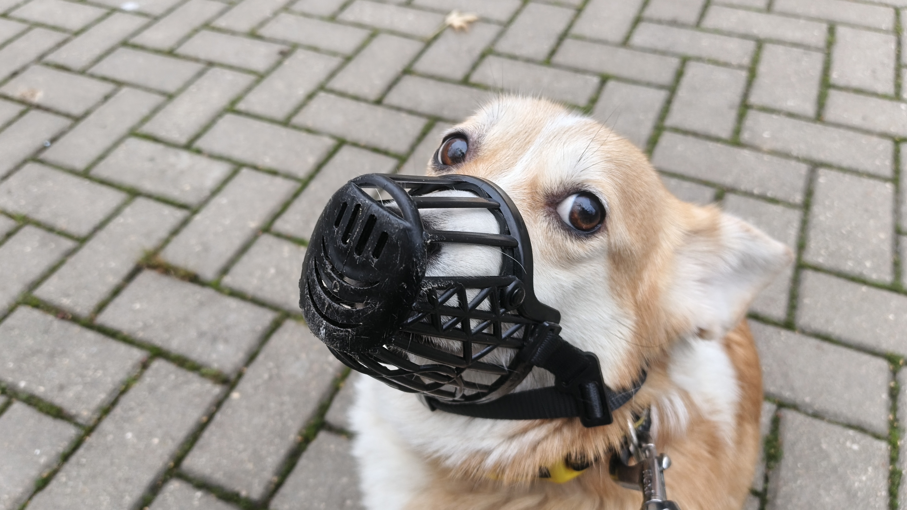 просто кисена трансляция