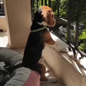 Все гуляют, а я дома...🥺