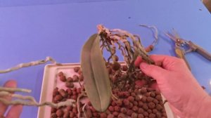 15-11-2025.Орхидея Сансет Лав отделяем детку.