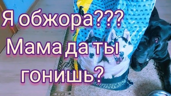 ТРУДНОСТИ СОДЕРЖАНИЯ КРУПНЫХ СОБАК.КАНЕ КОРСО