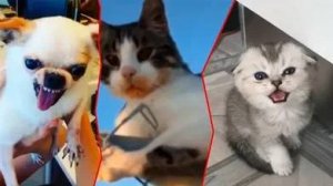 СМЕШНО ДО СЛЕЗ 😹😍 СМЕШНЫЕ КОТЫ, ЛУЧШИЕ ПРИКОЛЫ С КОТАМИ, КОШКИ, СОБАКИ , ЖИВОТНЫЕ 🥰