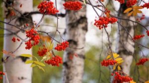 Лариса - Я пришлю тебе осень....