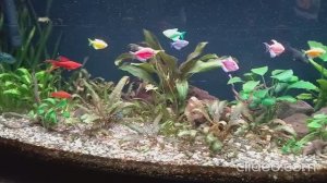 Мои аквариумы 09.11.2025г.