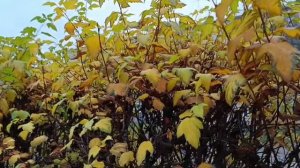 #осень рыжая подружка