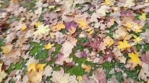 #красивый фантан  в моем городе и очень рыжая подружка