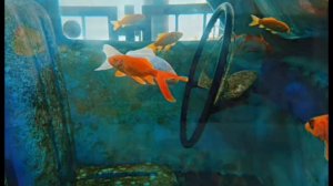 пляж  гостиницы,,Ялта  Интурист,,.mp4