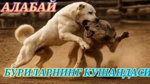Алабай Буриларнинг Кушандаси