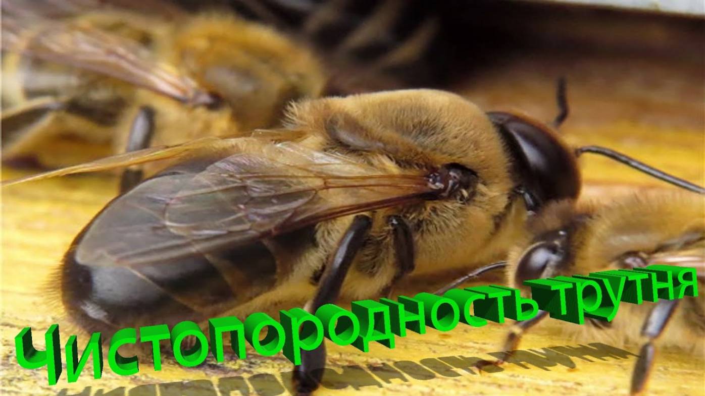 Чистопородность трутня: фундаментальные исследования профессора Кашковского