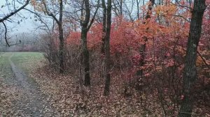 Осенний променад.