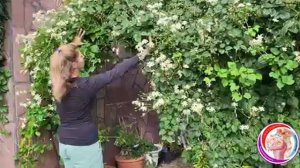 поздно цветущей клематисы