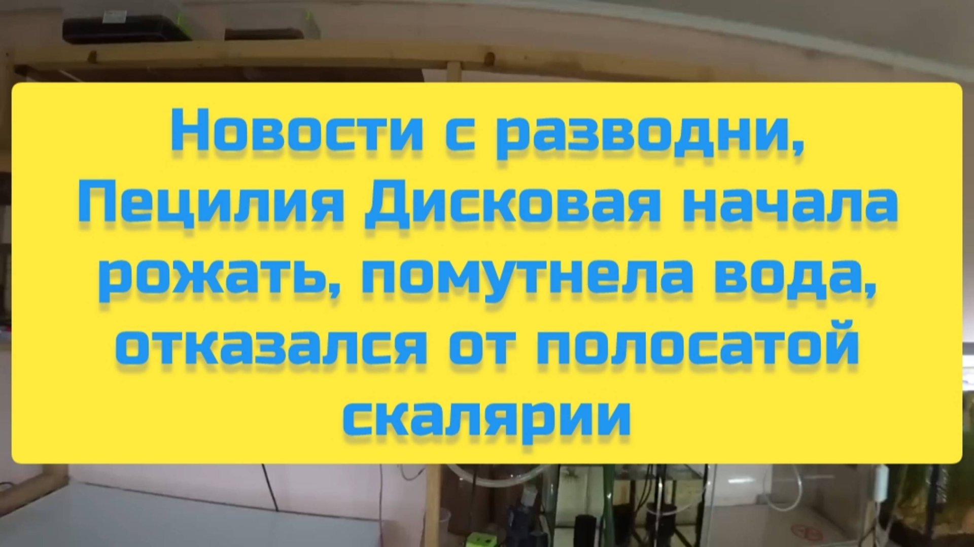 НОВОСТИ С РАЗВОДНИ, ПЕЦИЛИЯ ДИСКОВАЯ НАЧАЛА РОЖАТЬ, ПОМУТНЕЛА ВОДА, ОТКАЗАЛСЯ ОТ ПОЛОСАТОЙ СКАЛЯРИИ смотреть онлайн