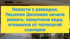 НОВОСТИ С РАЗВОДНИ, ПЕЦИЛИЯ ДИСКОВАЯ НАЧАЛА РОЖАТЬ, ПОМУТНЕЛА ВОДА, ОТКАЗАЛСЯ ОТ ПОЛОСАТОЙ СКАЛЯРИИ
