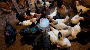 Обработка кур от паразитов перед зимой. Убрали всех бройлеров. Моем оборудование. Птицеводство.