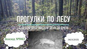 Прогулки по лесу. День за днем с дедом Многоведом. 6 ноября 2025г. Эпизод 962.