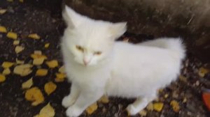 Пир для Бездомных котиков.