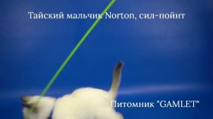 Тайский мальчик Norton Gamlet, окрас сил-пойнт 1,5 месяца - ищет хозяев!