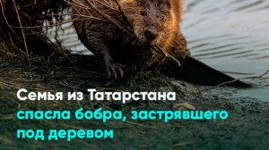 Семья из Татарстана спасла бобра, застрявшего под деревом