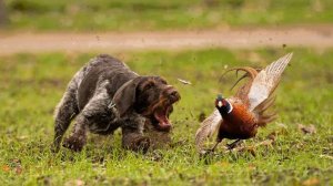 Охота на Фазана с собаками