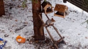 воскресный вольный дикий зоопарк