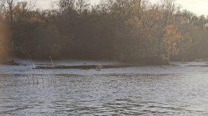 Лисичка рыбачка