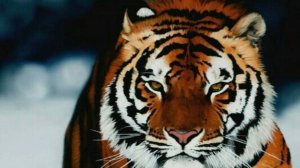 Рукодельная (и не только) неделя №45.