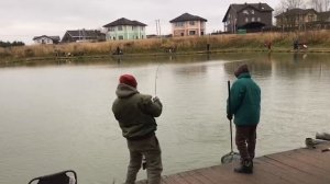 поимка форели на спиннинг