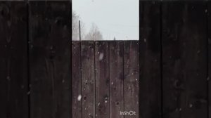 голуби Сереги Красновишерск