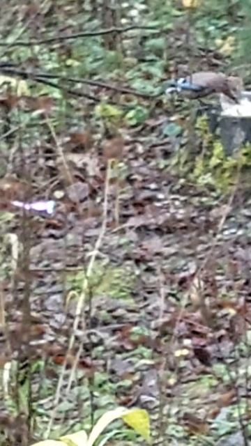 9 ноября 2025 г кот в лесу наблюдает за птицей