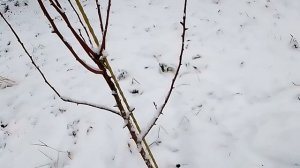 Как из стройного веретена создать формировку Би Баум?