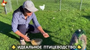 Идеальное птицеводство достойно восхищения 🐓🦆🦢🦚🦃🐔 эпизод (395)