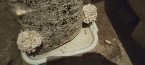 Купил грибной блок.Грибы вёшенки в подвале уже растут.