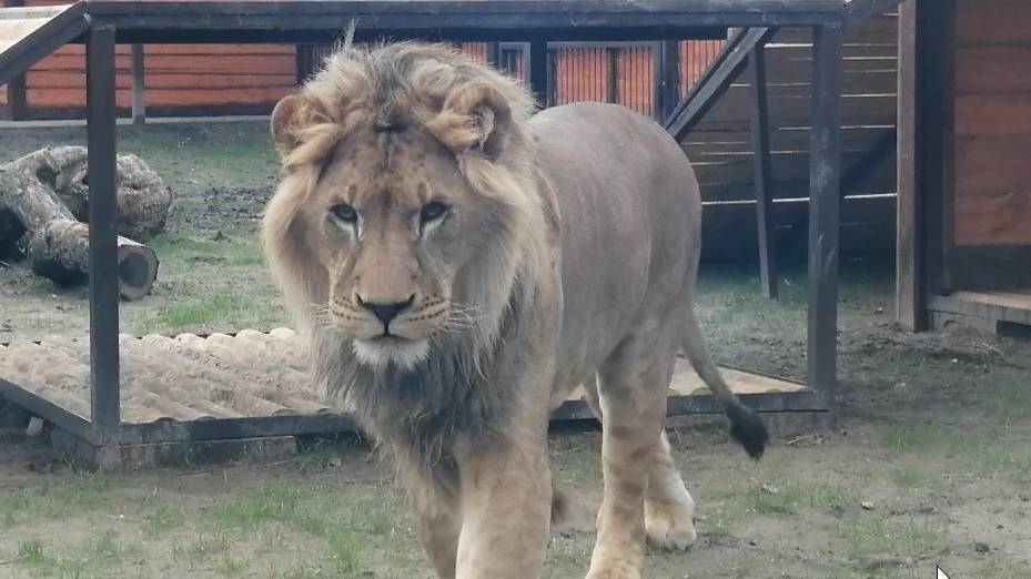 Лев Шерхан и его настроение "Всем сегодня здрасьте!"