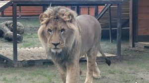 Лев Шерхан и его настроение "Всем сегодня здрасьте!"