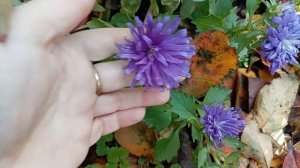 Уже дома на юге России Ставрополье! Цветочки мои все благоухают .Вокруг много листьев и теплота !