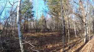 за масковкой и снегирями