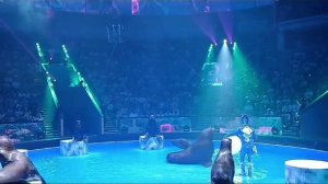 Ай ,да МОРСКИЕ КОТИКИ !!!    Московский цирк братьев Запашных .