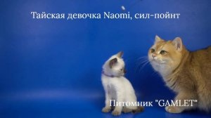 Тайская девочка Naomi Gamlet, окрас сил-пойнт 1,5 месяца - ищет хозяев!