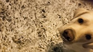 Снежное утро, или как Симба объявил бойкот зиме