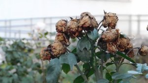 06=11=2025 кмр   ПВН  (174)