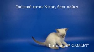 Тайский котик Nixon Gamlet, 1,5 месяца, блю-пойнт - ищет хозяев!